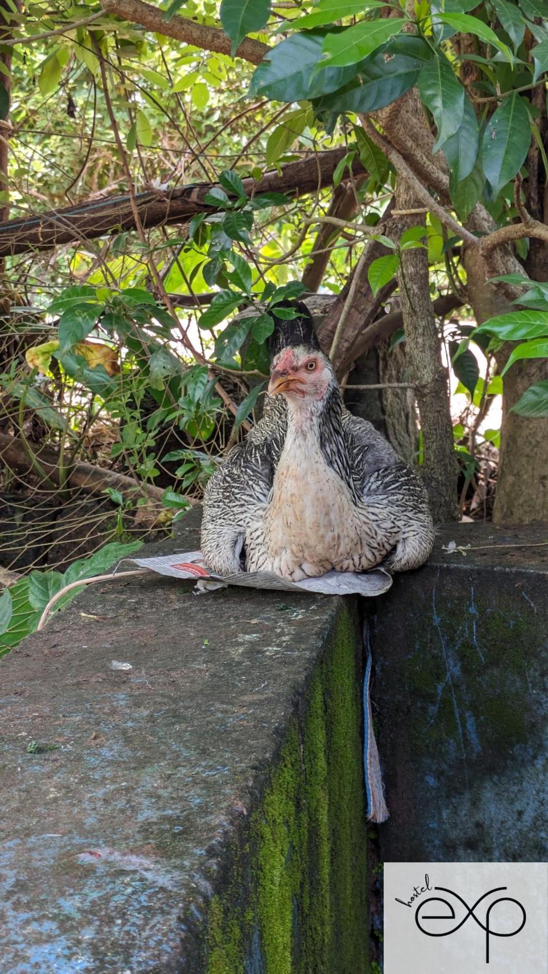 Hostelexp, Gokarna - A Slow-Paced Backpackers Community Extérieur photo